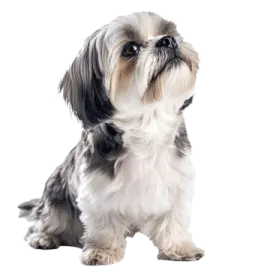 a small black and white dog sitting down