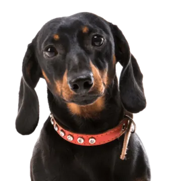 a black and brown dog with a red collar