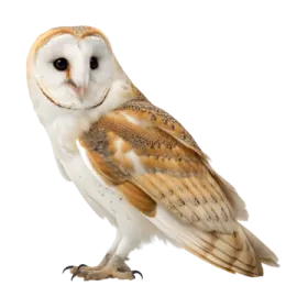 an owl standing on a white background