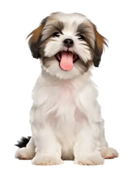 a small white and brown dog with its tongue out