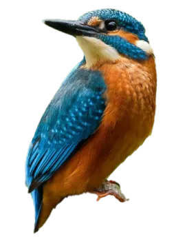 a bird sitting on top of a tree branch