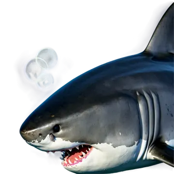 a shark with its mouth open