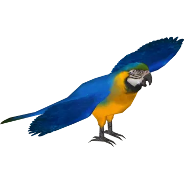 a blue and yellow parrot standing on a white background