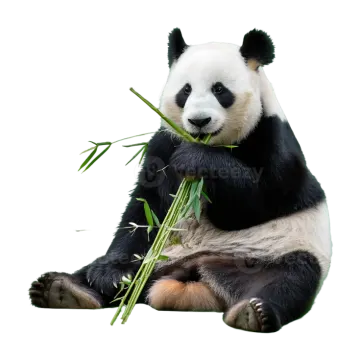 a panda eating bamboo