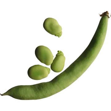 a green banana and three green bananas on a white background