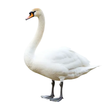 a white swan standing on its hinds