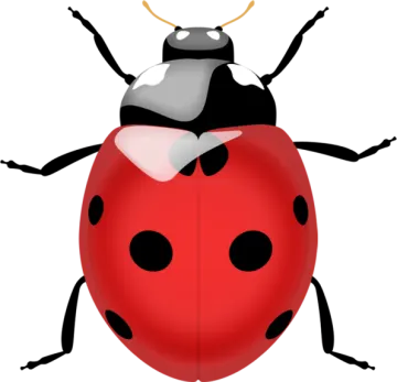 a lady bug with black spots and white spots