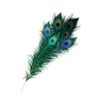 a peacock feather on a white background