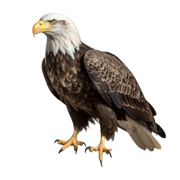 a bald eagle perched on a branch