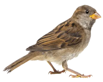 a brown and black bird on a white background