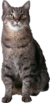 a gray cat sitting down and looking at the camera