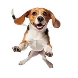 a small dog is jumping in the air