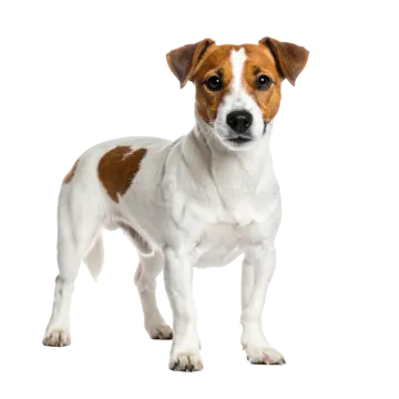 a small brown and white dog standing on a white background