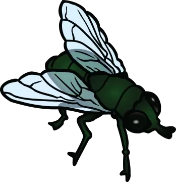 a green fly insect on white background