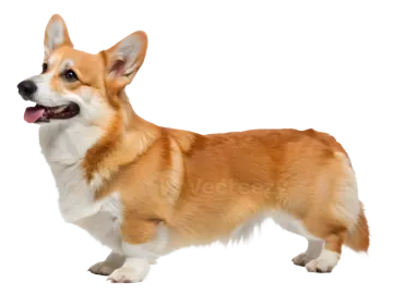 a brown and white dog standing on a white background