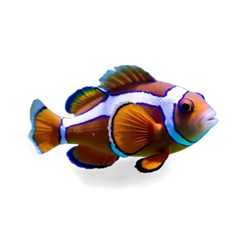 a clown fish on a white background