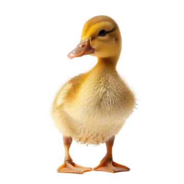 a small duck standing up against a white background