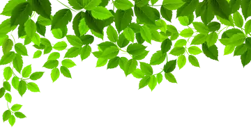 a branch with green leaves on it