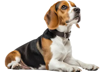 a brown and black dog