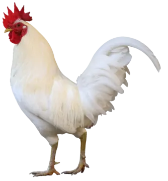 a white chicken with a red comb on its head