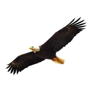 an eagle flying in the sky with its wings spread