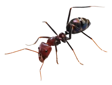 a close up of a black ant ant