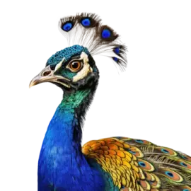 a drawing of a peacock with blue feathers