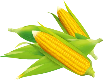 two ears of corn on white background