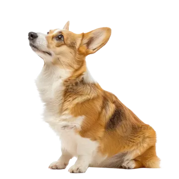 a brown and white dog sitting down looking up