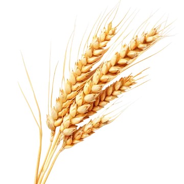 a bunch of wheat on a white background
