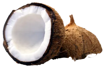 a coconut cut in half on a white background