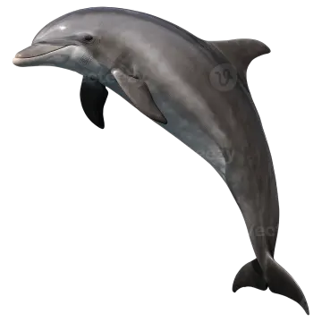 a dolphin jumping in the air on a white background