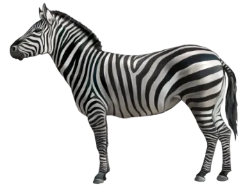 a zebra standing in front of a white background