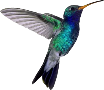 a hummingbird flying in the air