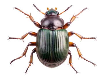 a green beetle on a white background