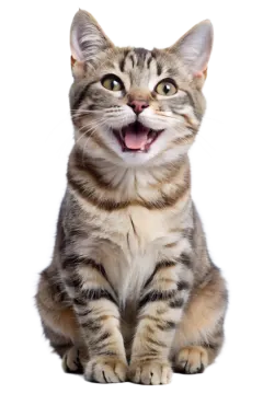 a kitten with its mouth open and tongue out