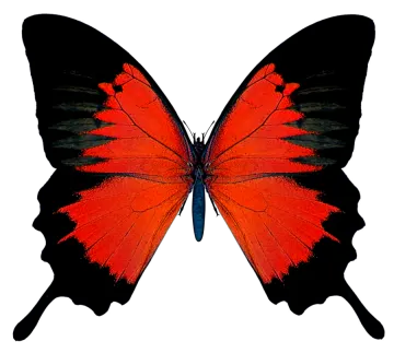 a red butterfly on a white background