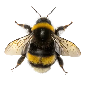a close up of a bum on a white background