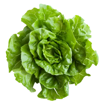 a green leafy salad on a white background