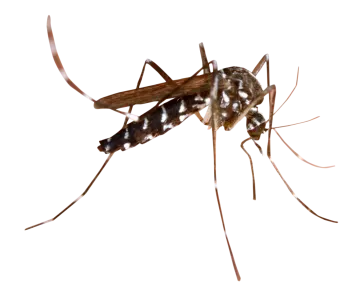 a mosquito on a white background