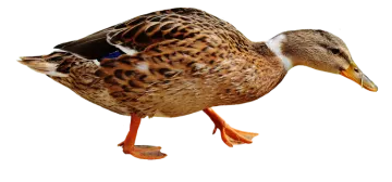 the duck is brown and black