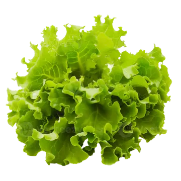 a bunch of lete leaves on a white background