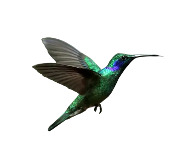 a bird flying in the air with its wings spread