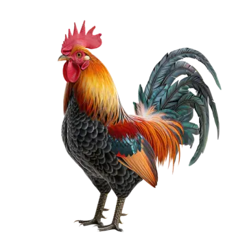 an illustration of a rooster on a white background