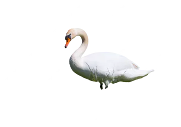 a white swan is swimming in the water
