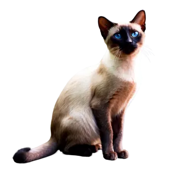a cat with blue eyes sitting on a white surface