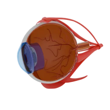 the anatomy of the eye