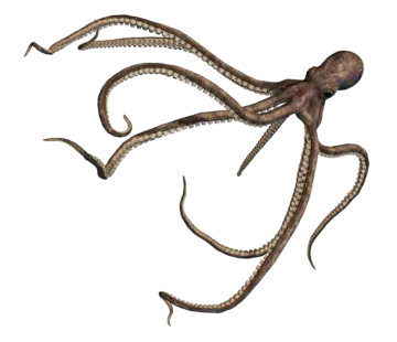 an octopus is shown on a white background