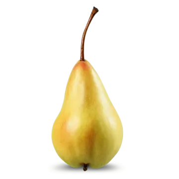 a single pear on a white background
