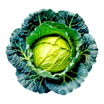 a head of cabbage on a white background